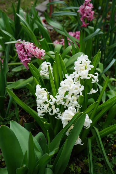 Wielokolorowe Hiacynty Ogrodzie Wiosną Hiacynt Jest Małym Rodzajem Bulwiastych Kwitnących — Zdjęcie stockowe