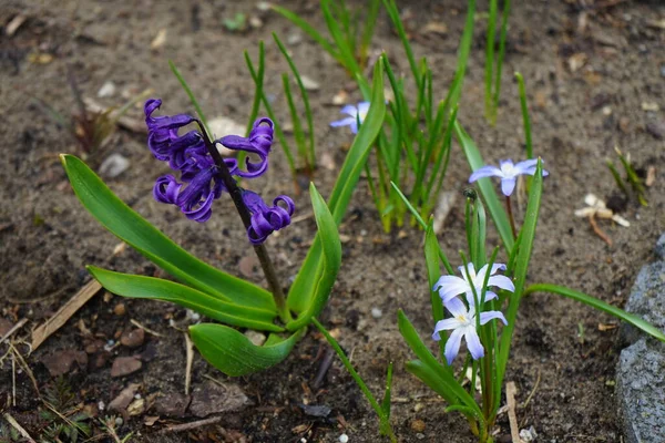 金银花的深紫色花朵被金银花的蓝色花朵环绕着 在春天的花园里 德国柏林 — 图库照片