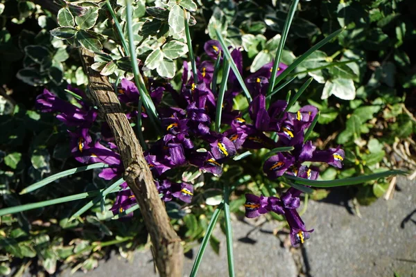 Iris Reticulata Kertben Márciusban Iris Reticulata Hálós Írisz Vagy Aranyhálós — Stock Fotó