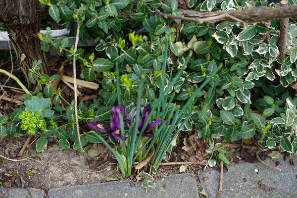 Iris Reticulata Nel Giardino Nel Mese Marzo Iride Reticolata Iride — Foto Stock