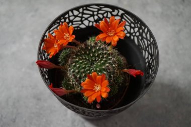 Rebutia kaktüsünün portakal çiçekleri ilkbaharın başlarında açar. Rebutia, Kaktaceae familyasından bir bitki cinsidir. Berlin, Almanya 