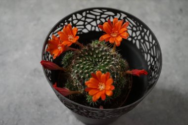 Rebutia kaktüsünün portakal çiçekleri ilkbaharın başlarında açar. Rebutia, Kaktaceae familyasından bir bitki cinsidir. Berlin, Almanya 