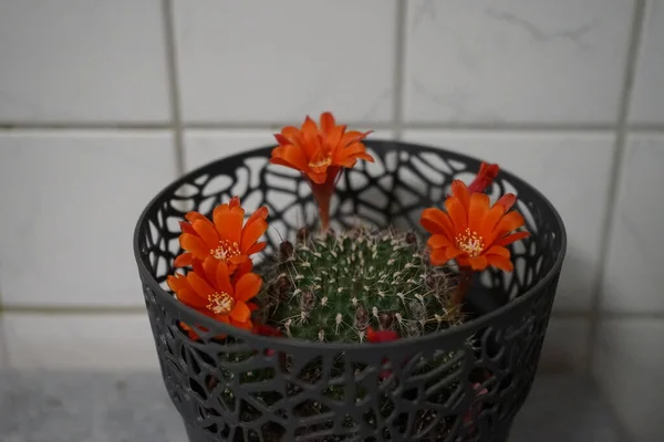 Pomarańczowe Kwiaty Rebutia Kaktusa Kwitną Wczesną Wiosną Rebutia Rodzaj Roślin — Zdjęcie stockowe