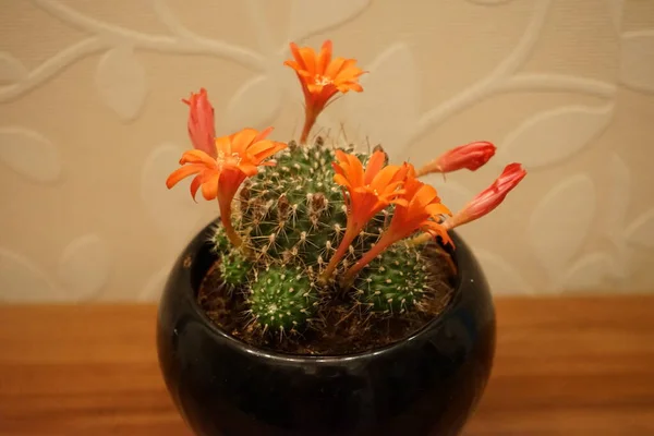 Pomarańczowe Kwiaty Rebutia Kaktusa Kwitną Wczesną Wiosną Rebutia Rodzaj Roślin — Zdjęcie stockowe