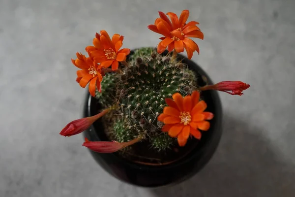 Las Flores Naranjas Del Cactus Rebutia Florecen Principios Primavera Rebutia — Foto de Stock