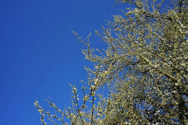 Fioritura Prunus Spinosa Primavera Prunus Spinosa Chiamato Biancospino Prugna Una — Foto Stock