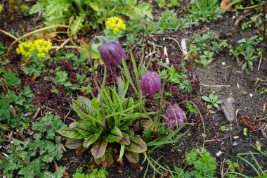 Baharda bahçede Fritillaria meleagris Euphorbia myrsinitis 'e karşı. Berlin, Almanya 