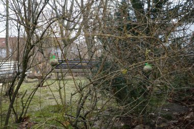 Bir ağdaki kuş yemi baharın başlarında bahçedeki bitkilere asılır. Berlin, Almanya