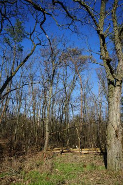 Güneşli bir şubat gününde ağaçların ve kuru odunların olduğu bir ormanda ağaçların üzerindeki bir kedi. Kedi (