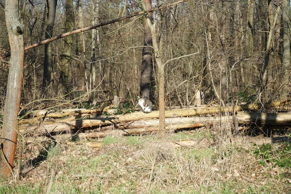 Een Kat Houtblokken Een Bos Met Omgevallen Bomen Dood Hout — Stockfoto