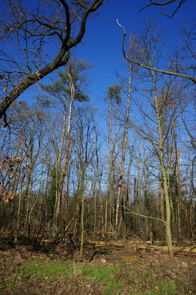 Zimowy Las Opadłymi Drzewami Śmiercionośnym Drewnem Słoneczny Luty Kaulsdorf Berlin — Zdjęcie stockowe