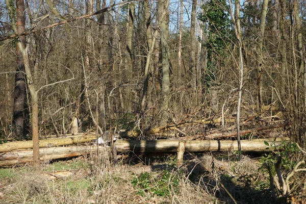 Een Kat Houtblokken Een Bos Met Omgevallen Bomen Dood Hout — Stockfoto