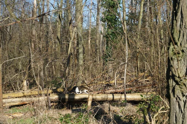 Kočka Kládách Lese Padlými Stromy Suchým Dřevem Slunečného Únorového Dne — Stock fotografie