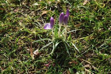 Baharın başında bahçede mor timsahlar. Crocus, İridaceae familyasına ait mevsimlik çiçekli bir bitki cinsidir. Berlin, Almanya