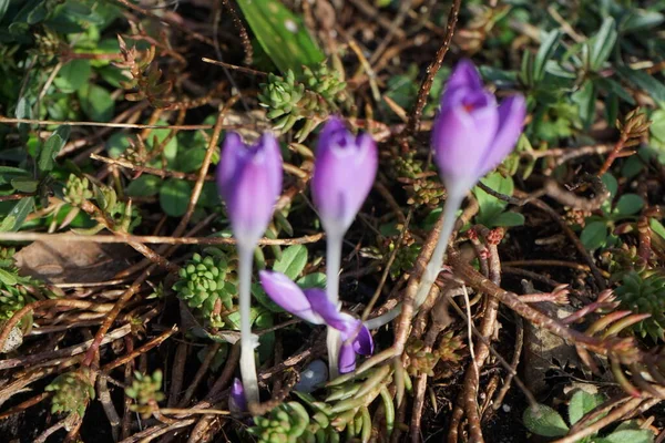 Crocus Violets Dans Jardin Début Printemps Crocus Est Genre Plantes — Photo