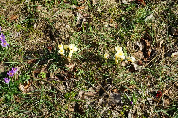 Krokusy Ogrodzie Wczesną Wiosną Crocus Rodzaj Roślin Rodziny Iridaceae Iridaceae — Zdjęcie stockowe