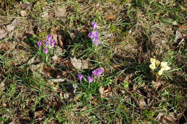 Baharın başında bahçede timsahlar. Crocus, İridaceae familyasına ait mevsimlik çiçekli bir bitki cinsidir. Berlin, Almanya 