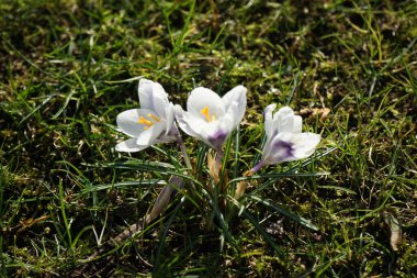 Crocus Chrysanthus 'un Prins Claus çiçekleri baharda bahçede açar. Crocus chrysanthus, Crocus cinsinin Iridaceae familyasından bir bitki türüdür. Berlin, Almanya 