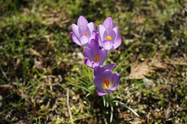 Baharın başında bahçede mor timsahlar. Crocus, İridaceae familyasına ait mevsimlik çiçekli bir bitki cinsidir. Berlin, Almanya