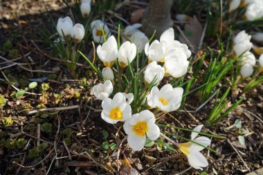 Güzel beyaz Crocus chrysanthus 
