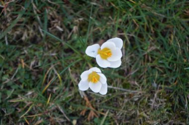 Güzel beyaz Crocus chrysanthus 