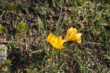Mart ayında bahçedeki Crocus Chrysanthus Dorothy 'nin dışında kahverengi çizgili sarı. Crocus chrysanthus, Crocus cinsinin Iridaceae familyasından bir bitki türüdür. Berlin, Almanya