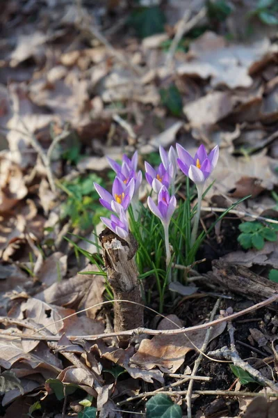 Mart ayında vahşi doğada açık mor Crocus tommasinianus. Crocus tommasinianus (