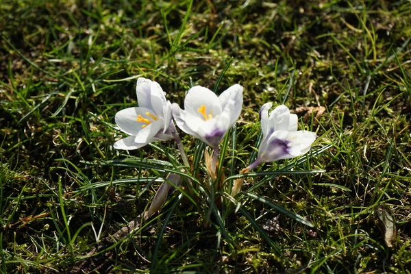 Весной Саду Цветут Цветы Крокус Хризантус Принс Клаус Crocus Chrysanthus — стоковое фото