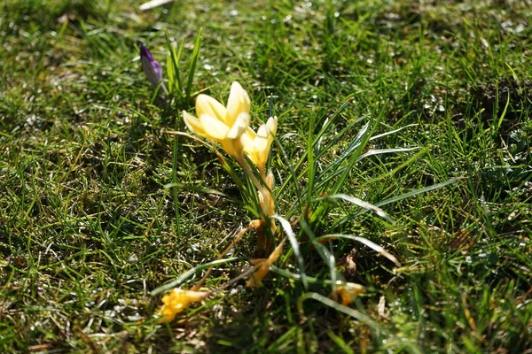 Krokusy Zahradě Začátkem Jara Crocus Rod Sezónních Kvetoucích Rostlin Čeledi — Stock fotografie