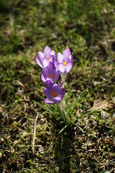 Cultivos Púrpuras Jardín Principios Primavera Crocus Género Plantas Con Flores — Foto de Stock