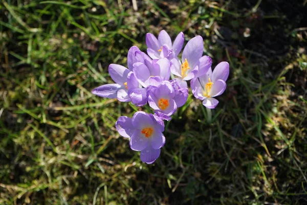 Lila Krokusar Trädgården Tidigt Våren Krokus Ett Släkte Säsongsblommande Växter — Stockfoto