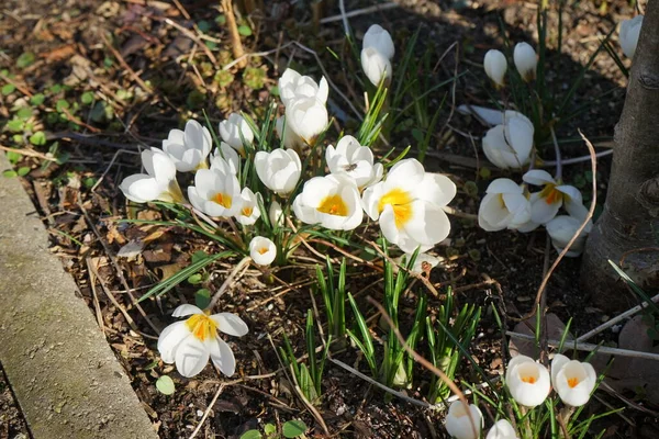 Красивый Белый Крокус Хризантус Ард Шенк Саду Весной Crocus Chrysanthus — стоковое фото