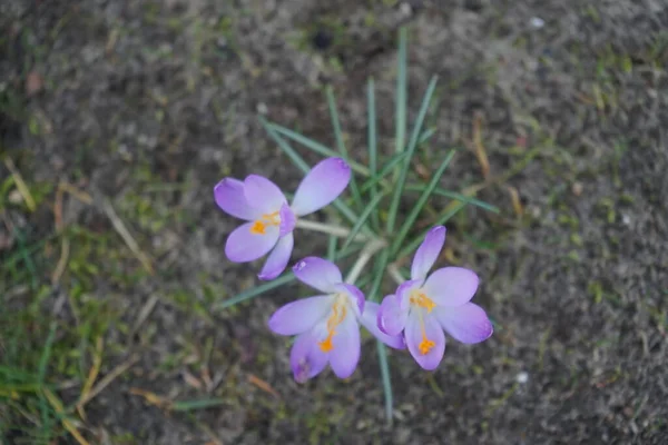 Фиолетовые Крокусы Саду Ранней Весной Крокус Род Сезонных Цветковых Растений — стоковое фото