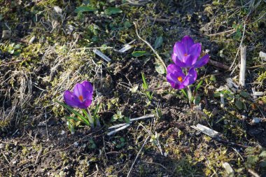 Mart ayında bahçede koyu mor Crocus vernus 'Flower Record'. Crocus vernus, Iridaceae familyasından bir bitki türü. Berlin, Almanya 