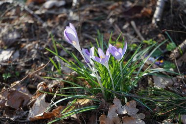 Mart ayında vahşi doğada açık mor Crocus tommasinianus. Crocus tommasinianus (