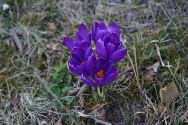 Mart ayında bahçede koyu mor Crocus vernus 'Flower Record'. Crocus vernus, Iridaceae familyasından bir bitki türü. Berlin, Almanya 