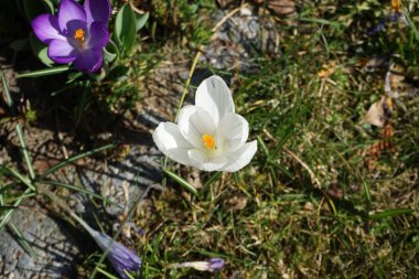 Baharın başında bahçede timsahlar. Crocus, İridaceae familyasına ait mevsimlik çiçekli bir bitki cinsidir. Berlin, Almanya 