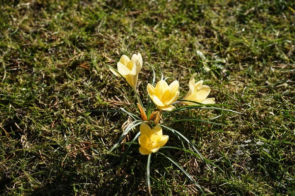 Bahçede Crocus Krisanthus 'un sarı çiçekleri. Crocus chrysanthus, Crocus cinsinin Iridaceae familyasından bir bitki türüdür. Berlin, Almanya