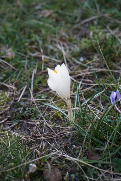 Белые Крокусы Фиолетовыми Венами Crocus Vernus Жанна Арк Цветут Саду — стоковое фото