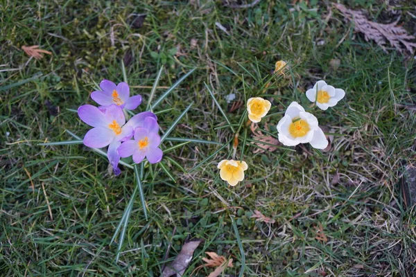 Krokusar Trädgården Tidigt Våren Krokus Ett Släkte Säsongsblommande Växter Familjen — Stockfoto