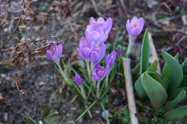 Lila Krokusar Trädgården Tidigt Våren Krokus Ett Släkte Säsongsblommande Växter — Stockfoto