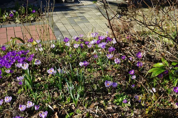 Lila Krokusse Garten Zeitigen Frühjahr Krokus Ist Eine Gattung Saisonal — Stockfoto