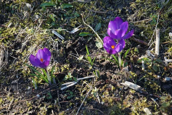 三月在花园里 深紫色的番红花 花记录 番红花 春番红花 大番红花是伊里奇科植物中的一种 德国柏林 — 图库照片