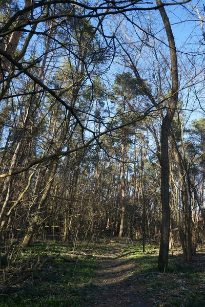 Wiosenny Las Dzikimi Purpurowymi Krokusami Crocus Tommasinianus Marcu Krokus Tommasinianus — Zdjęcie stockowe