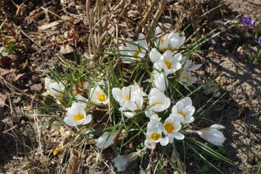 Güzel beyaz Crocus chrysanthus 