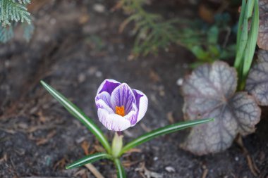 Güzel Crocus vernus 