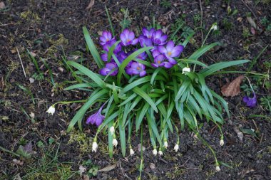 Mor damarlı beyaz timsahlar, Crocus vernus 