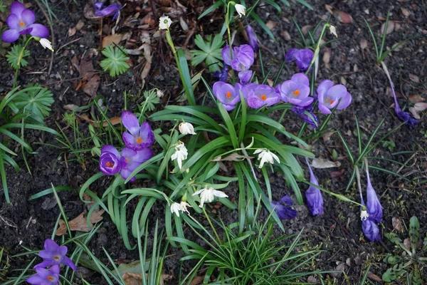 크로커스에 보라색 크로커스는 정원에 Jeanne Darc 이름으로 피웠다 크로커스 버너스 — 스톡 사진