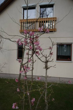 Viburnum bodnantense şubat ayında bahçede çiçek açar. Viburnum bodnantense (Bodnant viburnum), bir bahçe kökü olan melez çiçek veren bitki topluluğudur. Berlin, Almanya