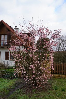 Viburnum bodnantense şubat ayında bahçede çiçek açar. Viburnum bodnantense (Bodnant viburnum), bir bahçe kökü olan melez çiçek veren bitki topluluğudur. Berlin, Almanya